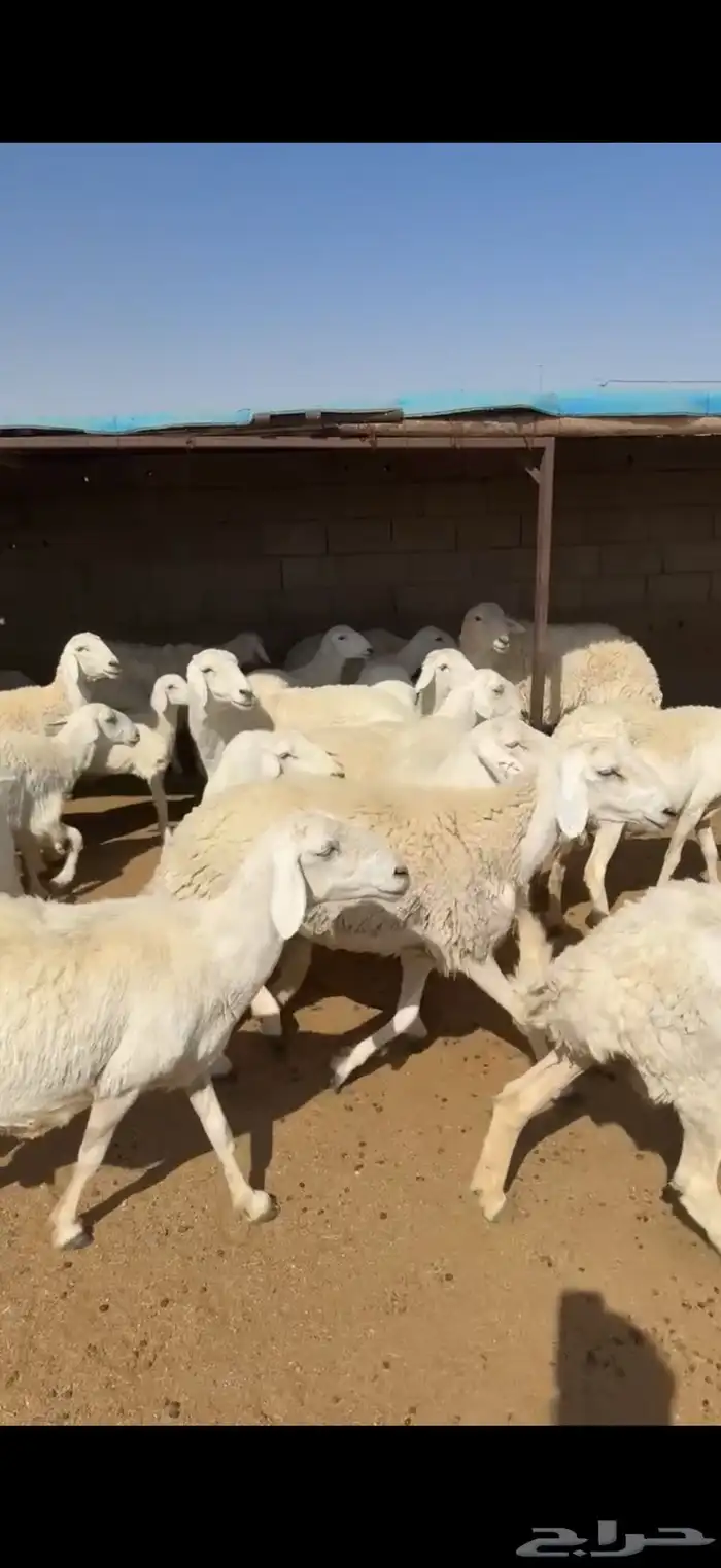 غنم حريات 2