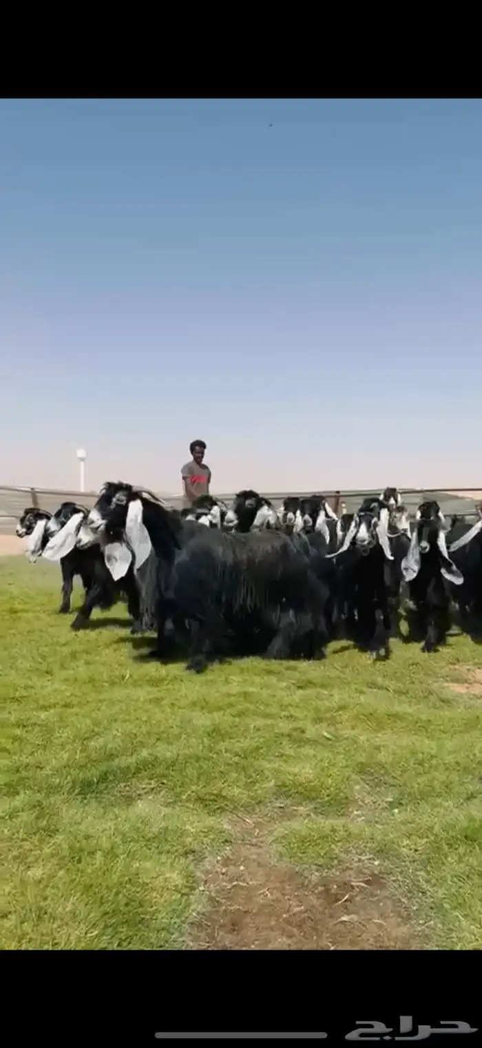 مراح عوارض صنف فاااخر دفيع شرط فحص سونار 5