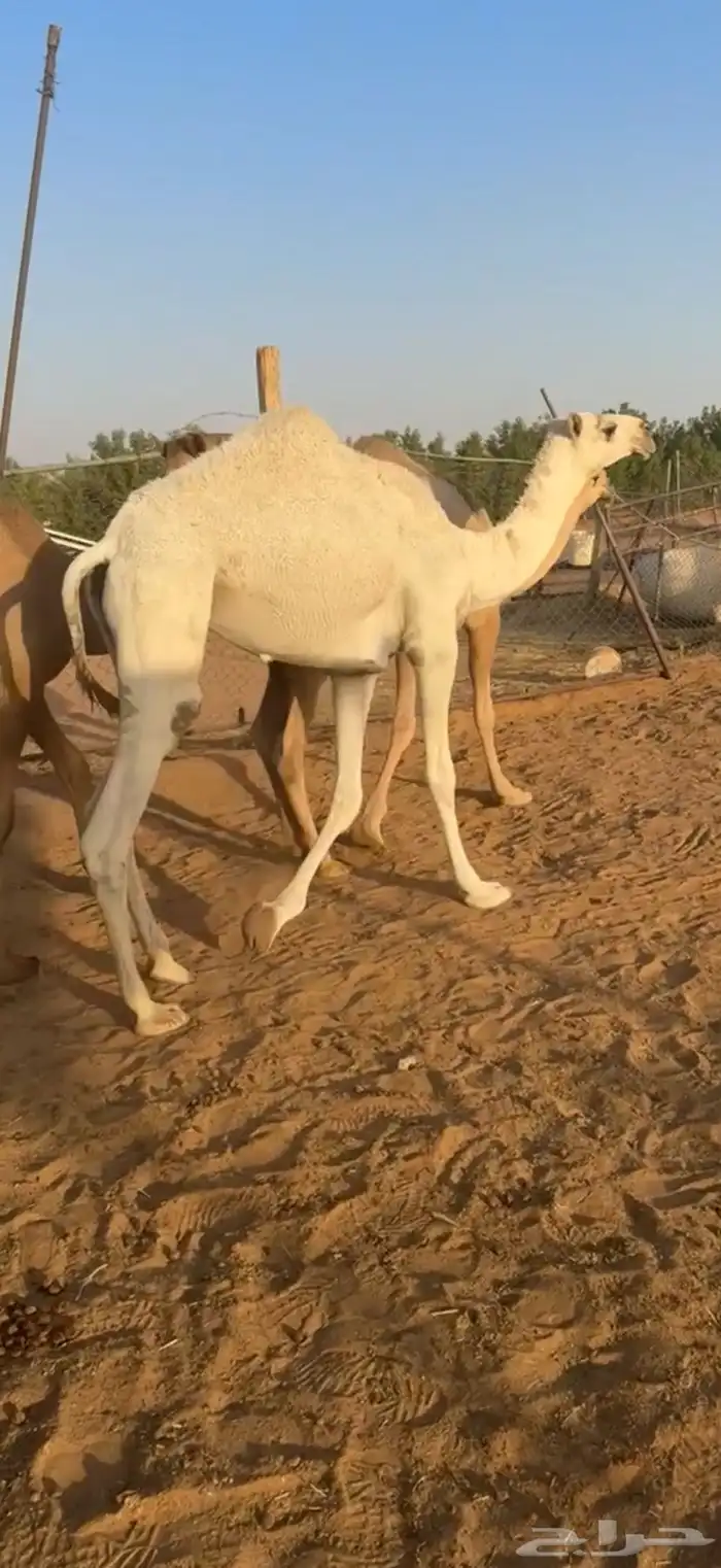 بعير فحل تمامي كفو 2