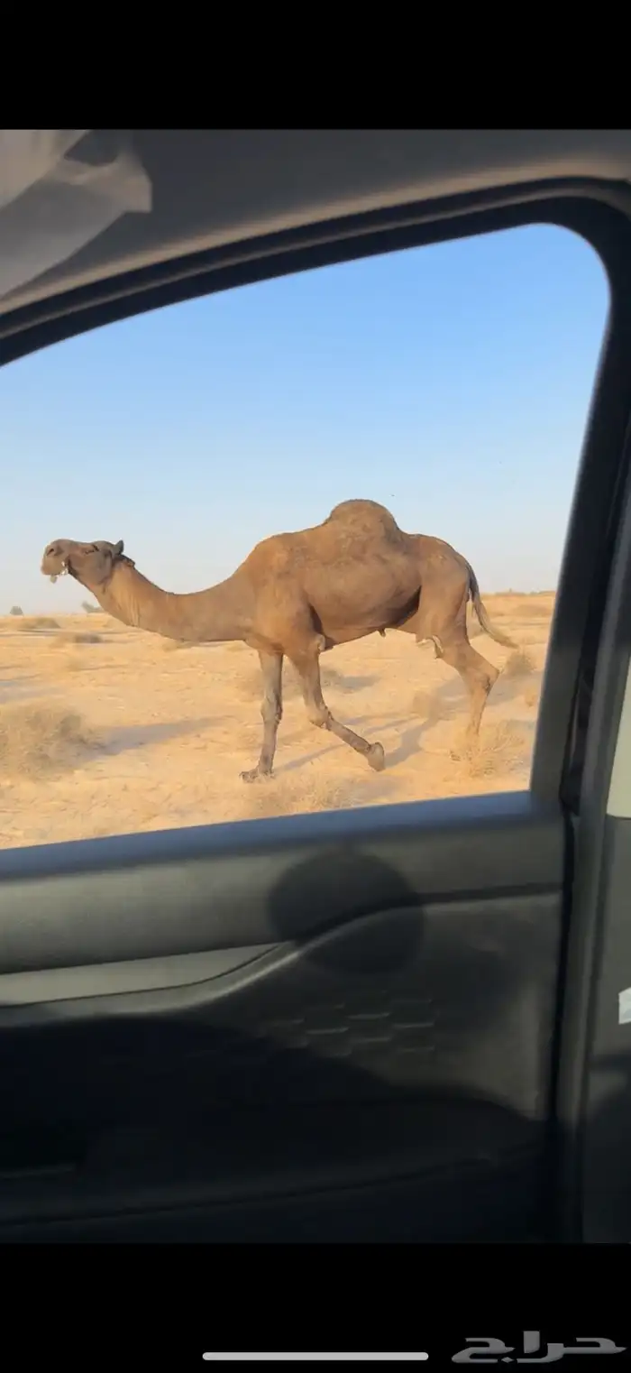 فحل مجهم منتج فردي سلالة الوافي 1
