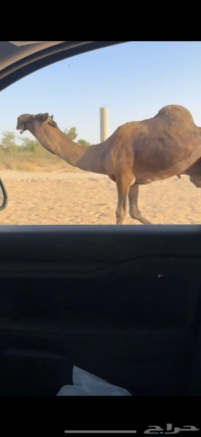 فحل مجهم منتج فردي سلالة الوافي 4