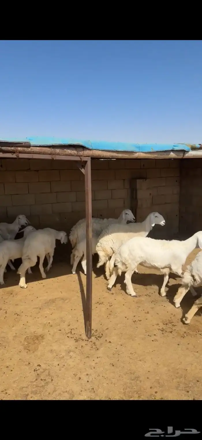 غنم حريات 0