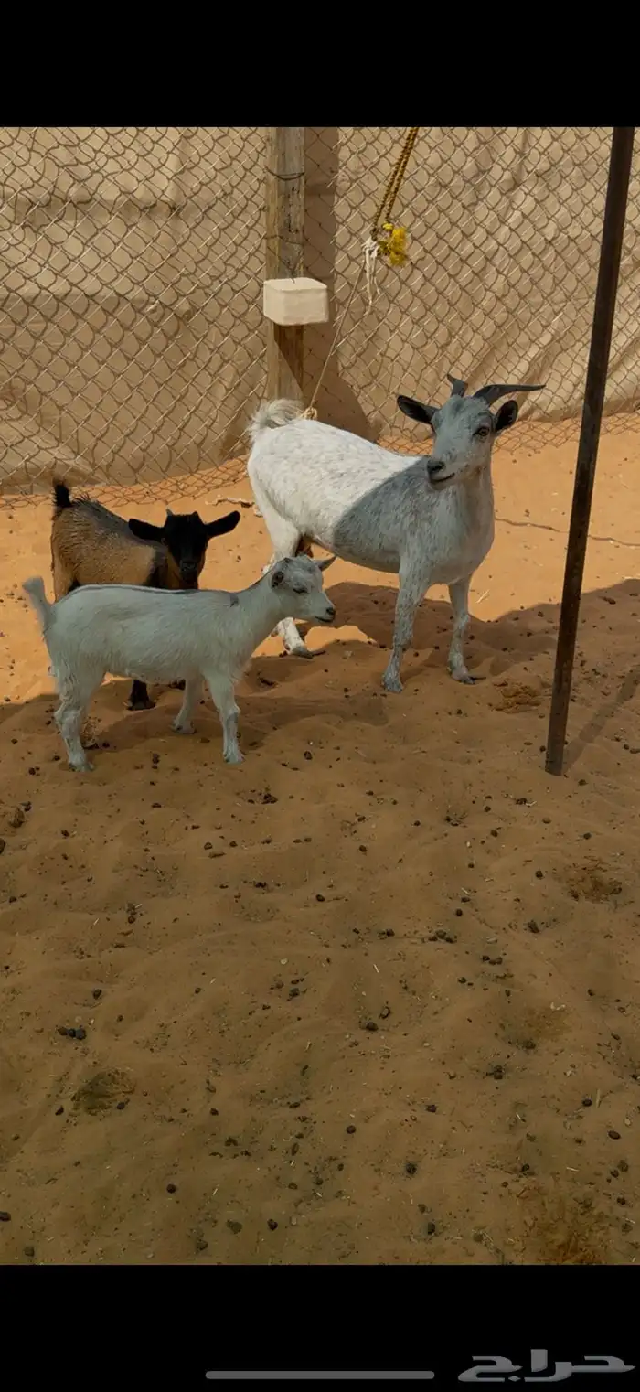 عنز قزمية 2