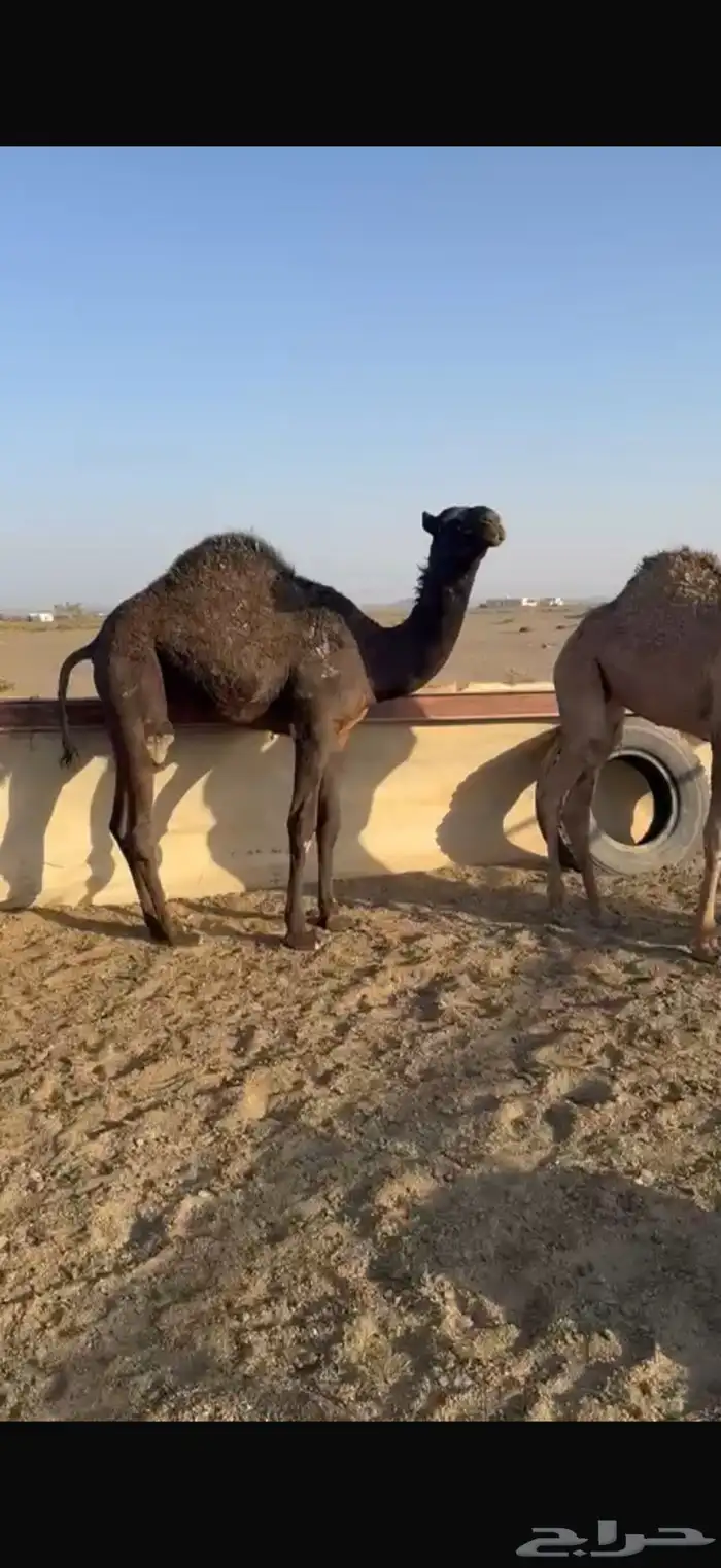 للبيع حشو طيبه على الحليب شرط العدد6 3