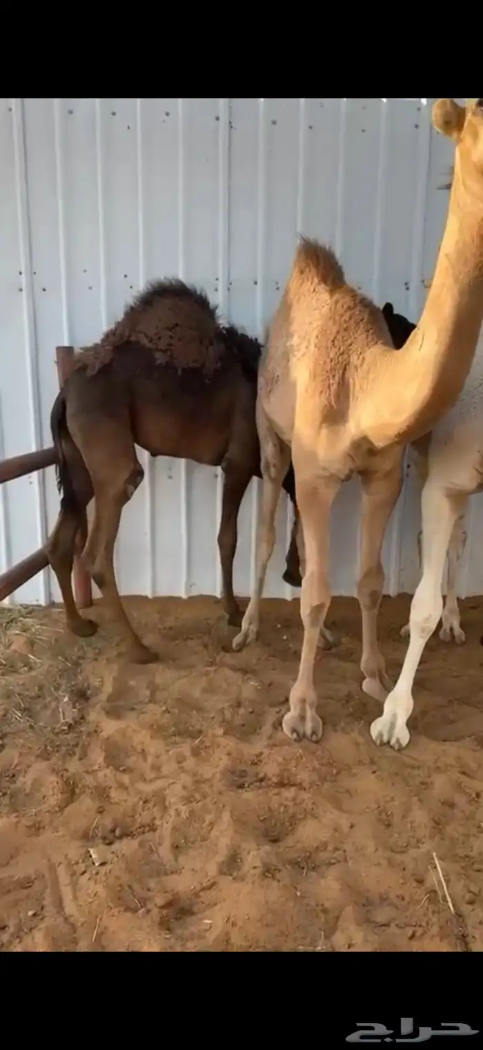 5 قعدان طيبه بالحيل للبيع 0