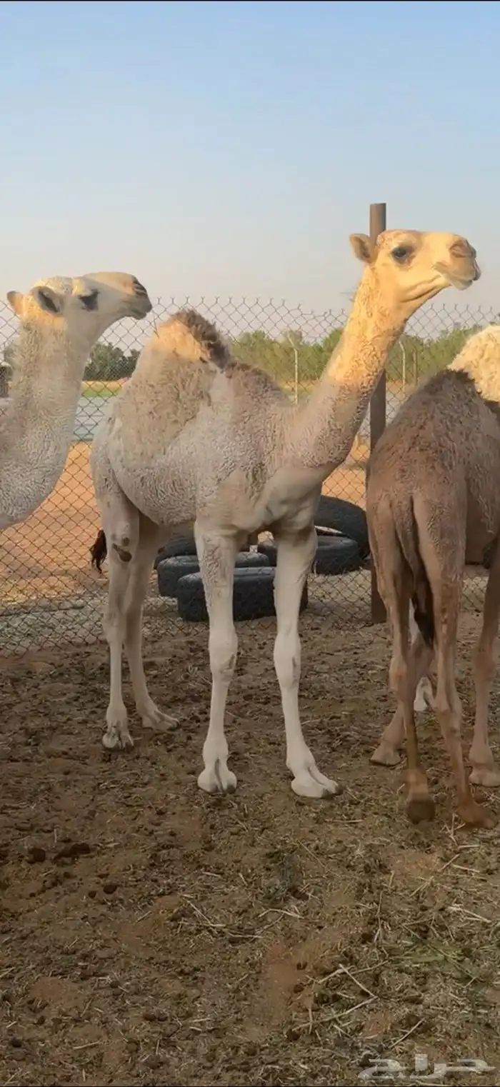 بعير فحل تمامي كفو 7