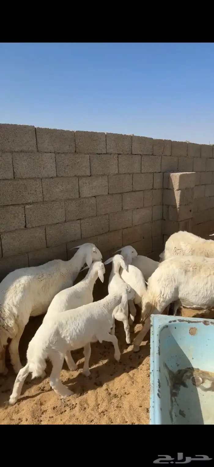 غنم حريات 4