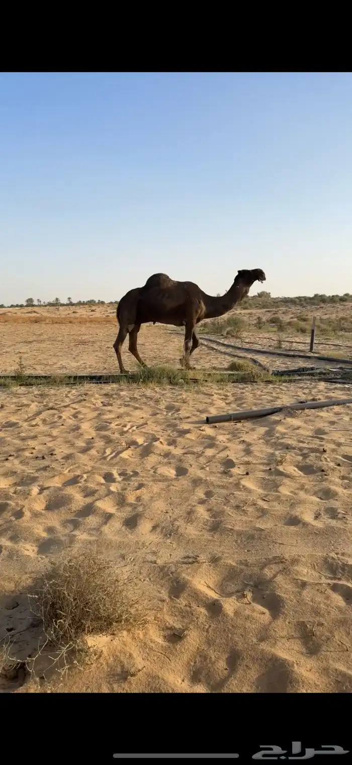 فحل مجهم منتج فردي سلالة الوافي 3