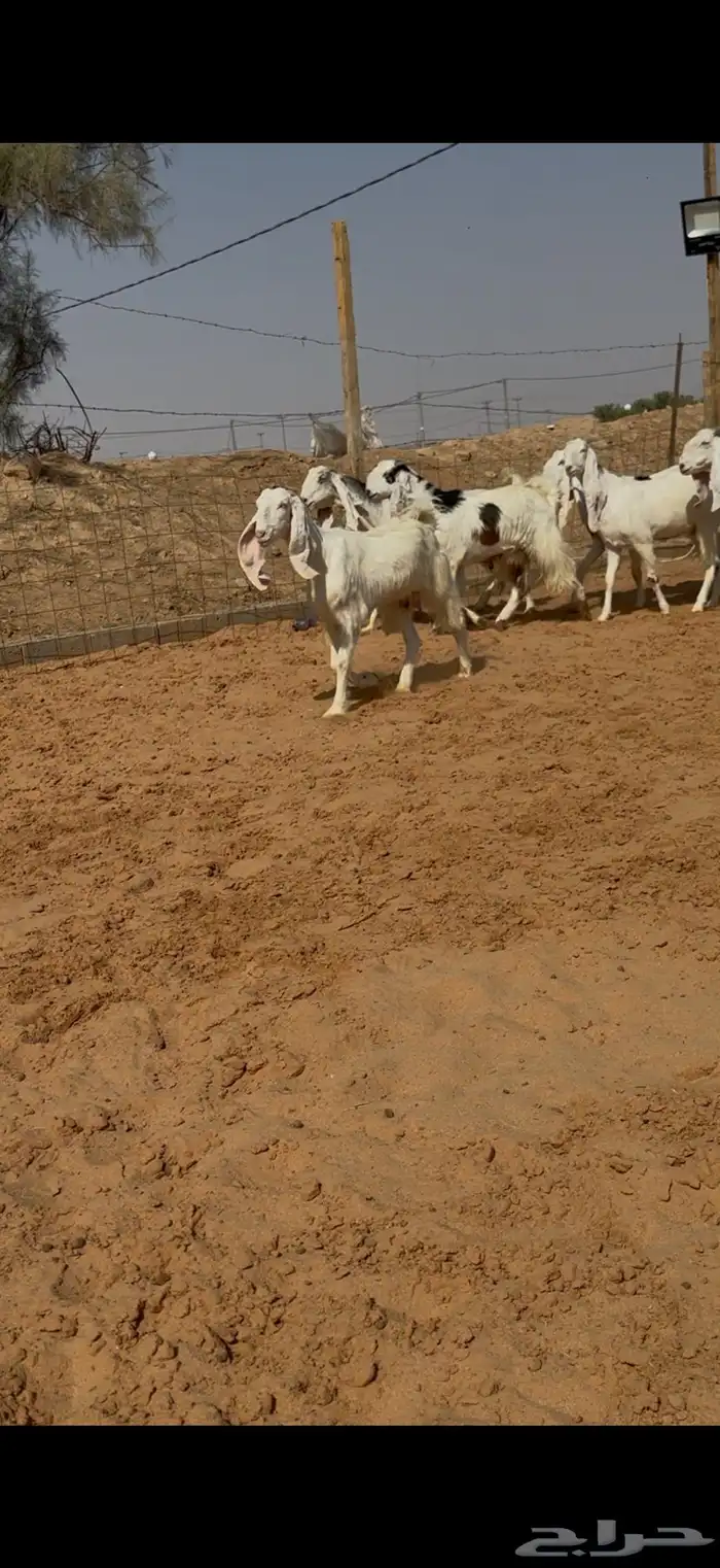 معزا نوادر دفيع وضريع شرط 3