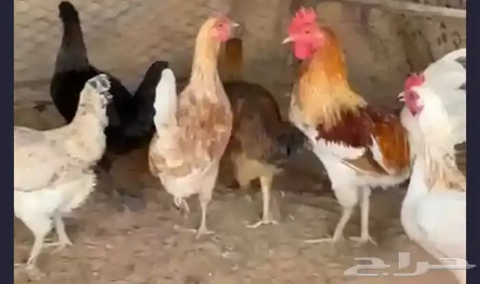 دجاج 0