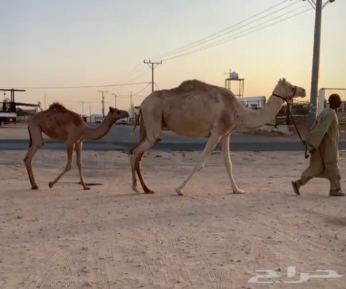 عشراء تحتها يكره 5