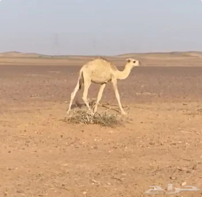 للبيع حاشي 0