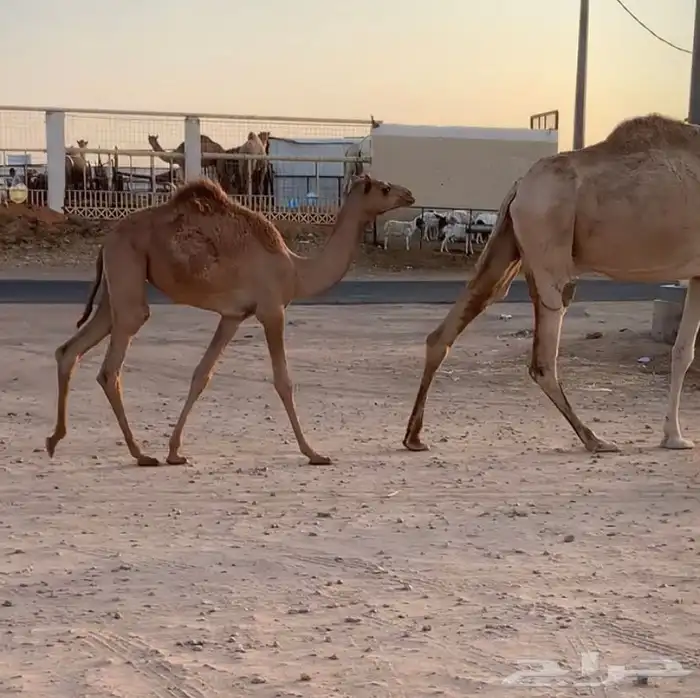 عشراء تحتها يكره 4