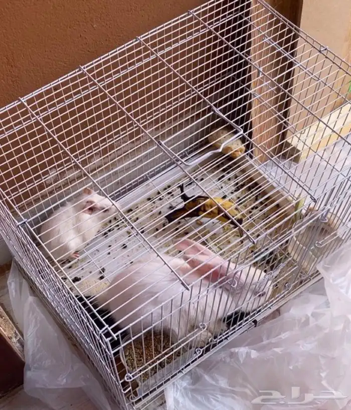 ارنب للبيع 0