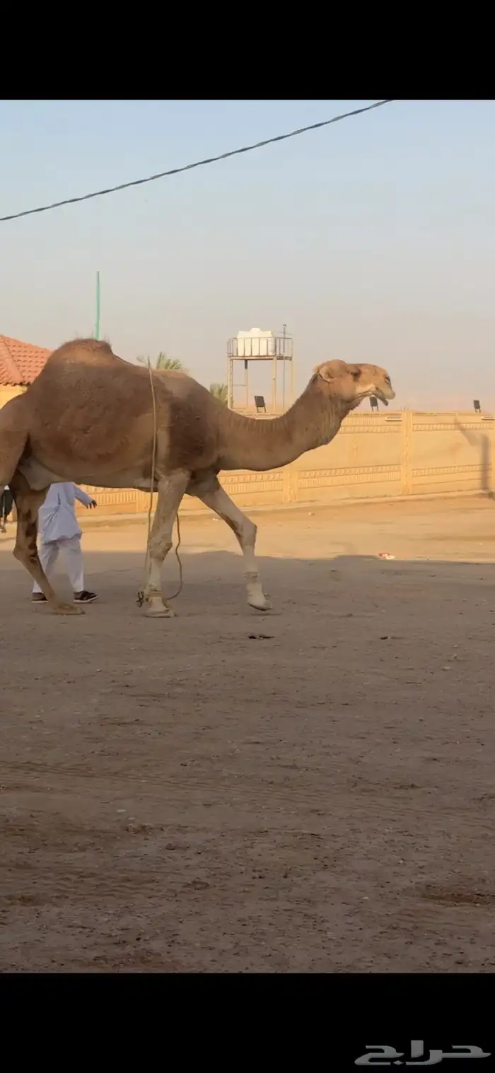 للبيع بعير كفووو على سلمان الفصام 0