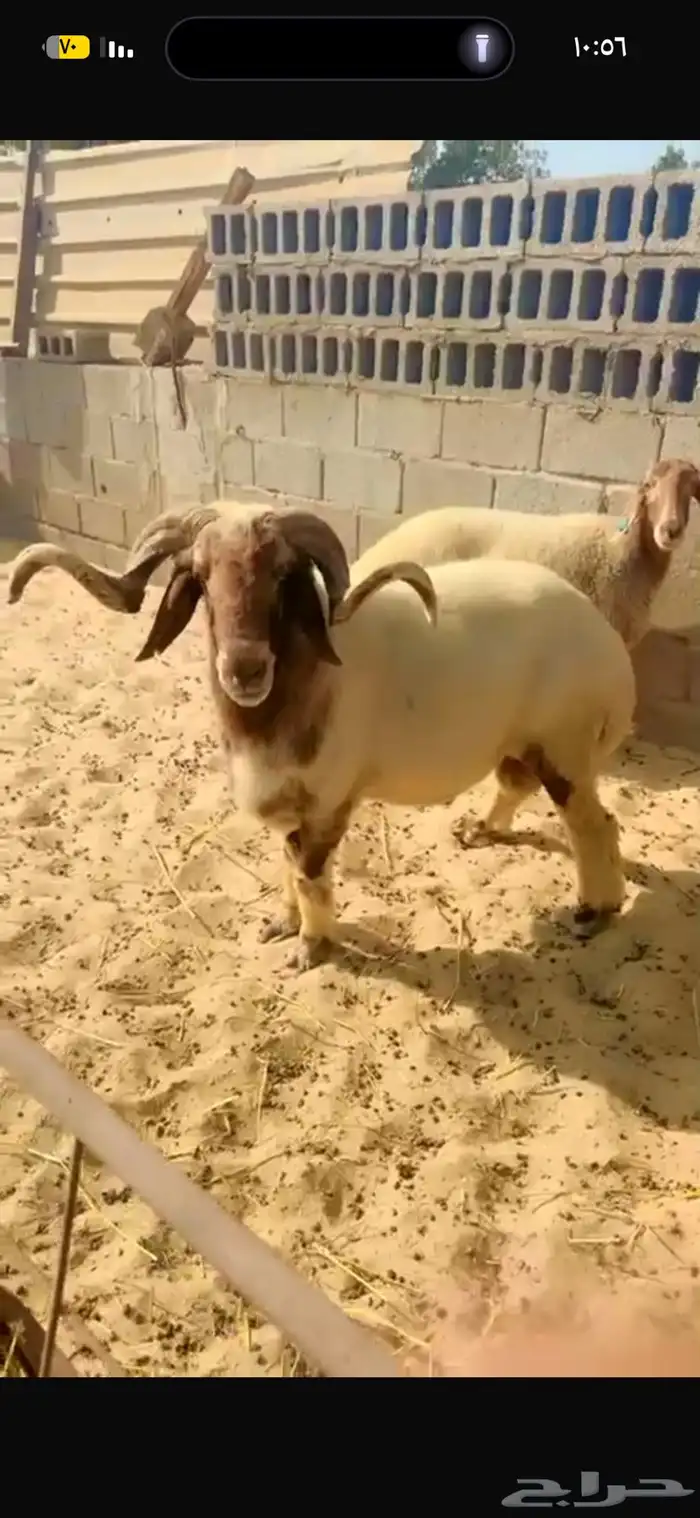 فحل صاف شرط القريع 0