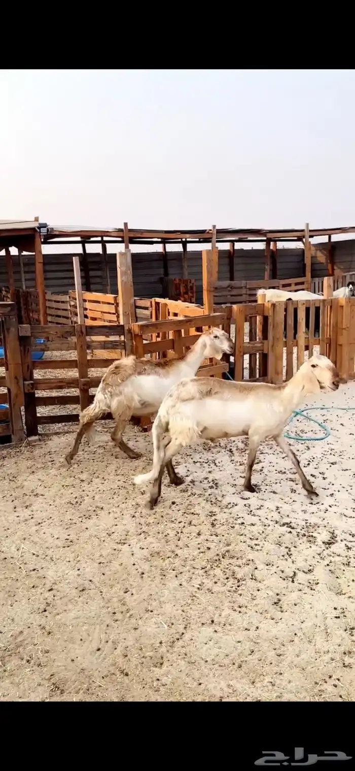 سواكن درمنيات تم البيع 3