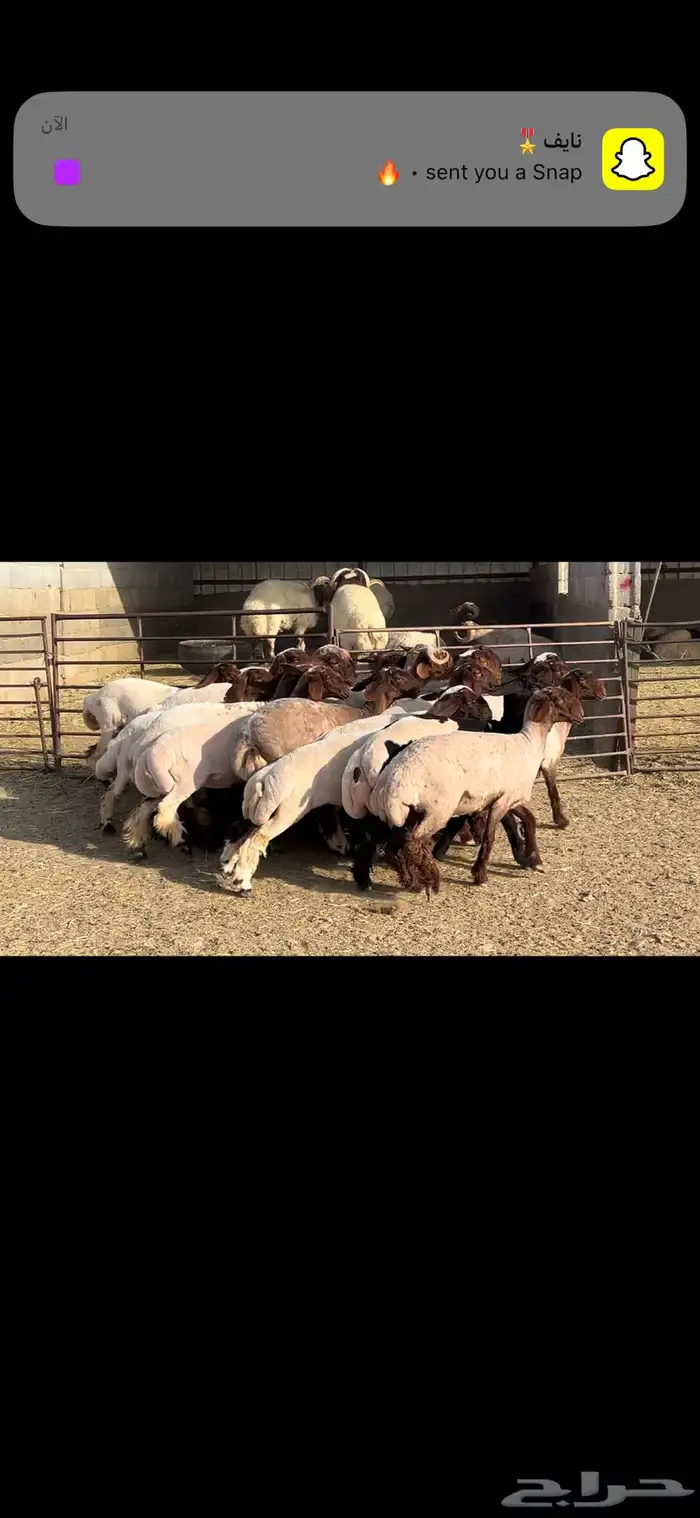 جذعات نعيم صنف الصنف . 15
