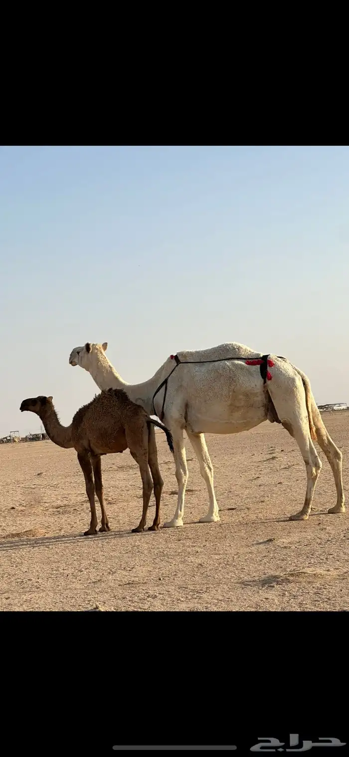 عشرا وضحا رمانيه 0