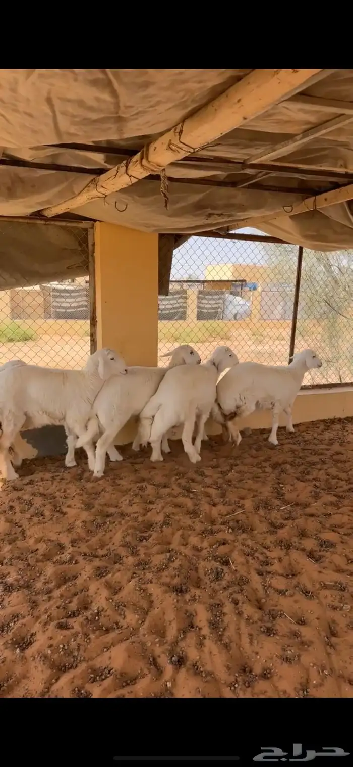 بهم حري فاخر 2