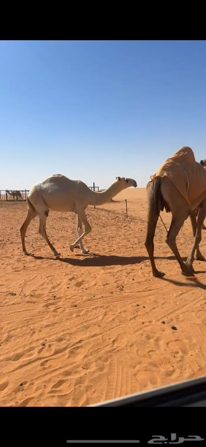 بكره مفروده باتليه على الارخم 0
