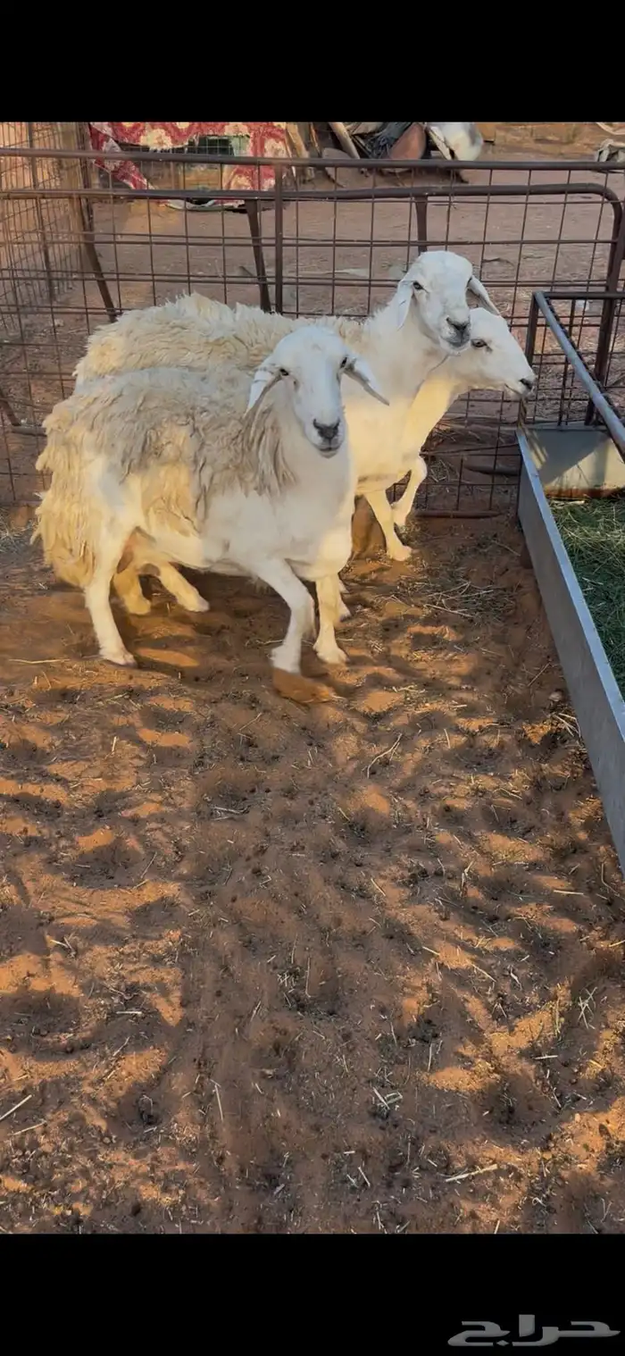 شياه حريات 4
