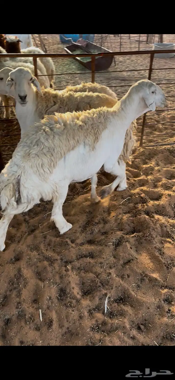 شياه حريات 0