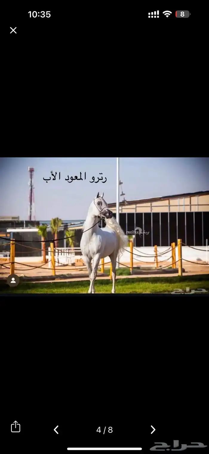 فرس شعبية 4