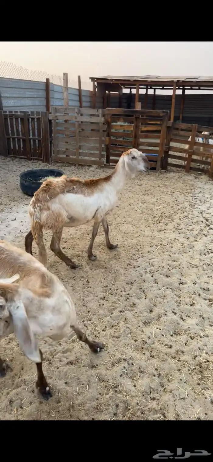 سواكن درمنيات تم البيع 2