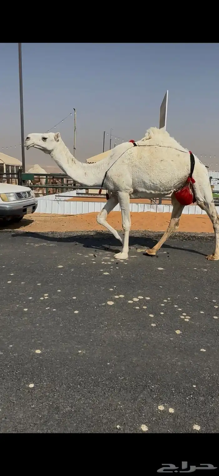 خفوت وضحى رمانيه 0