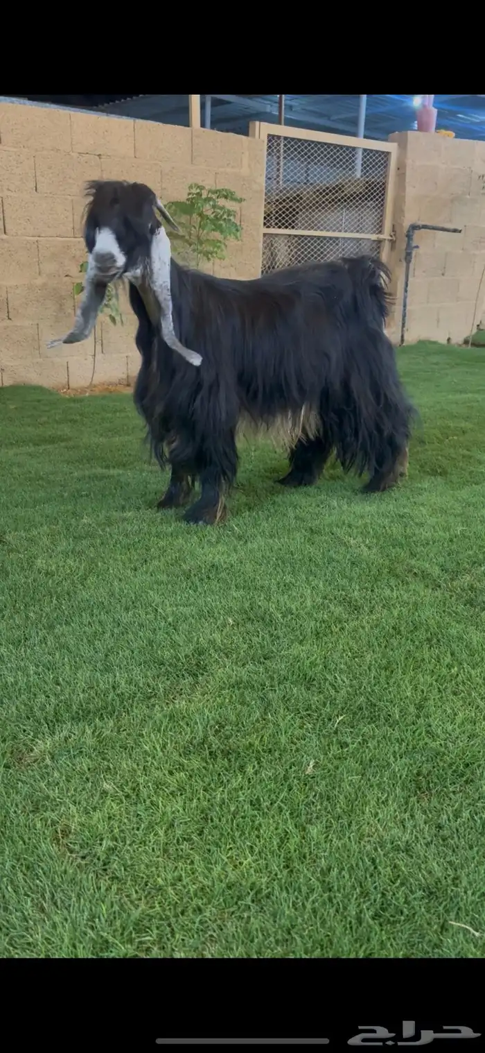 للبيع عنز عارضيه 3