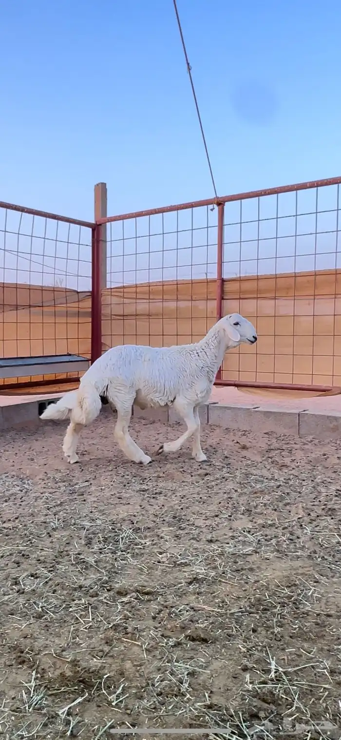 خروف حري صنف الصنف من حلال ابو فيصل الحنيني 1