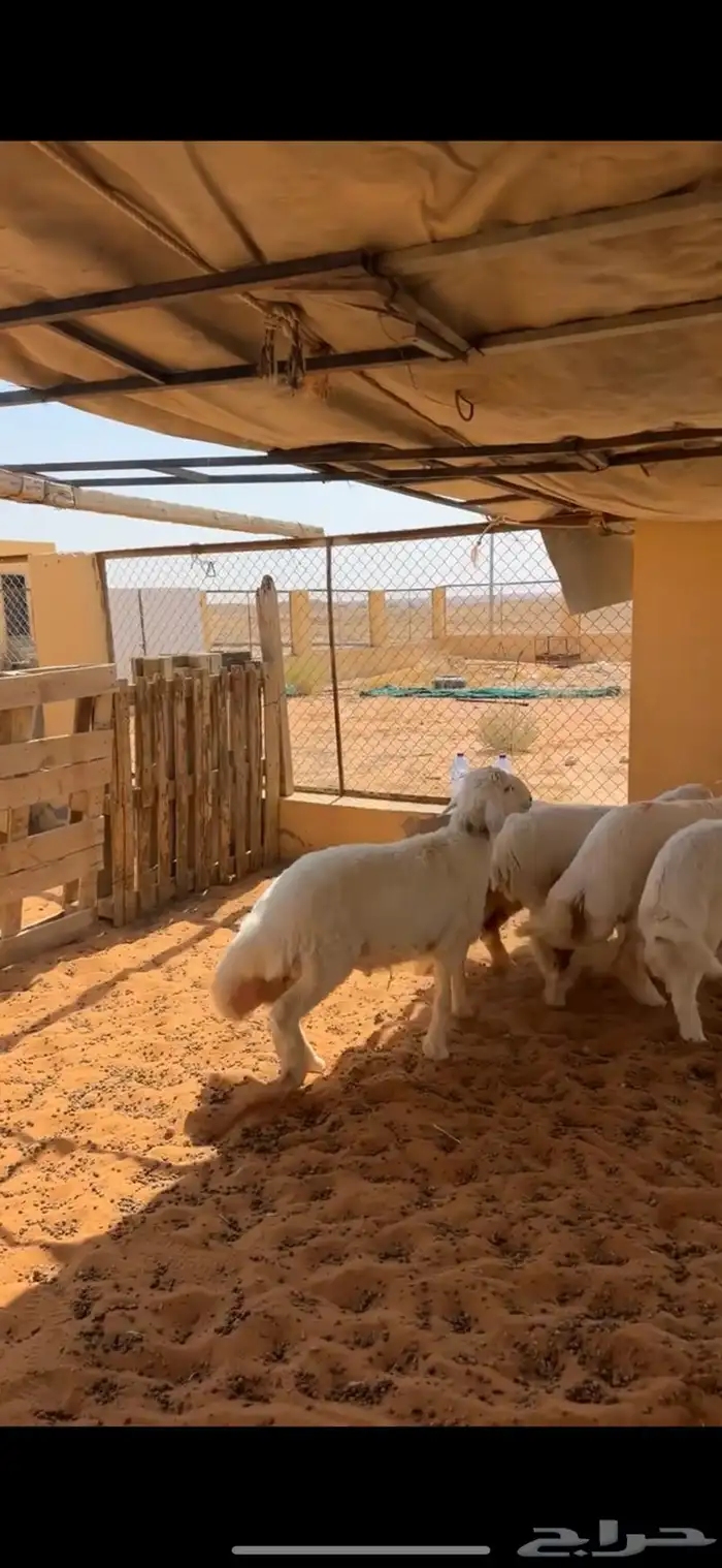 بهم حري فاخر 4