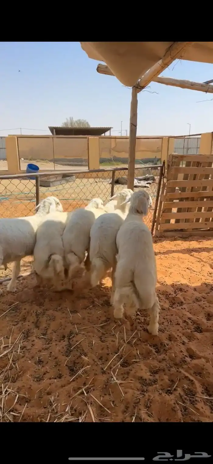 بهم حري فاخر 0