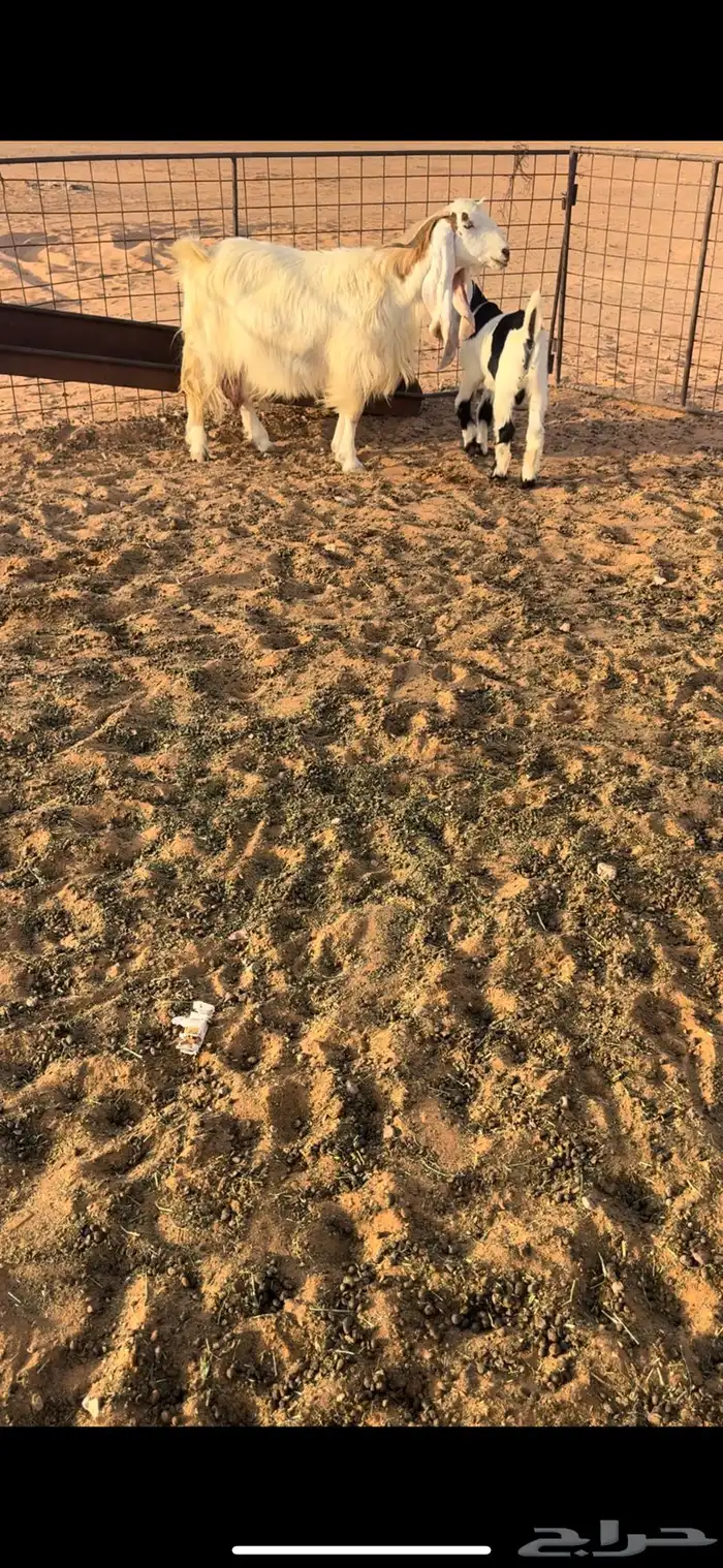 عنز مصريه والد 1