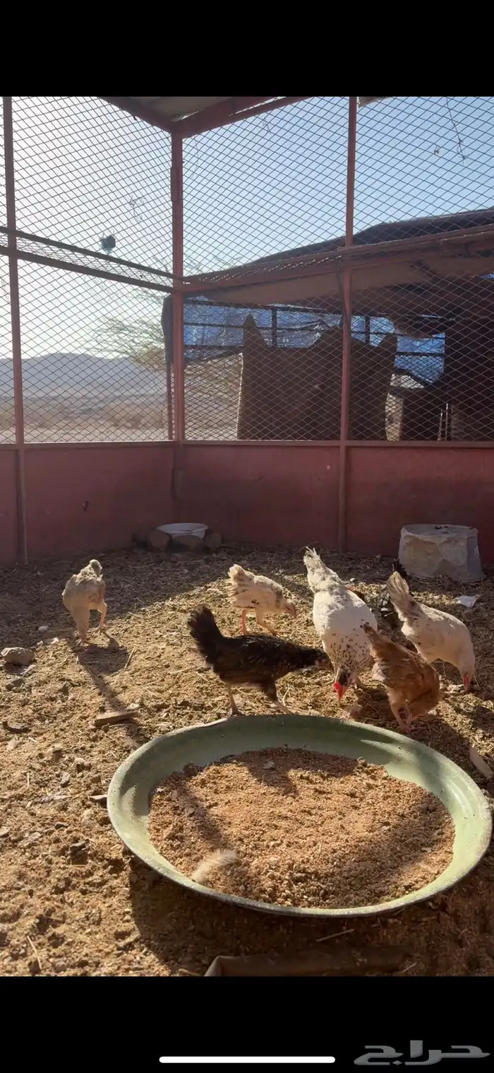 دجاج تحته فروخ 4