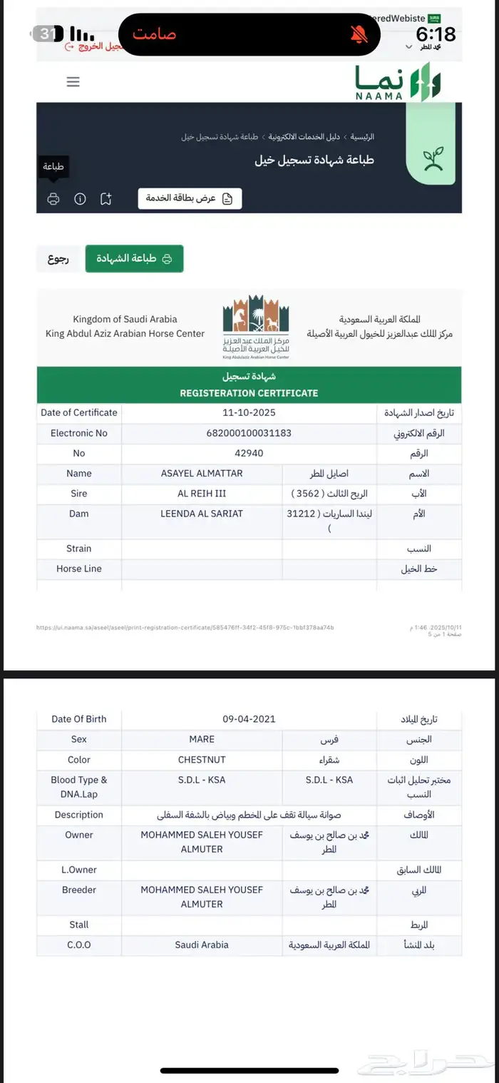 فرس واهو بطنها نظيف منتجه 1