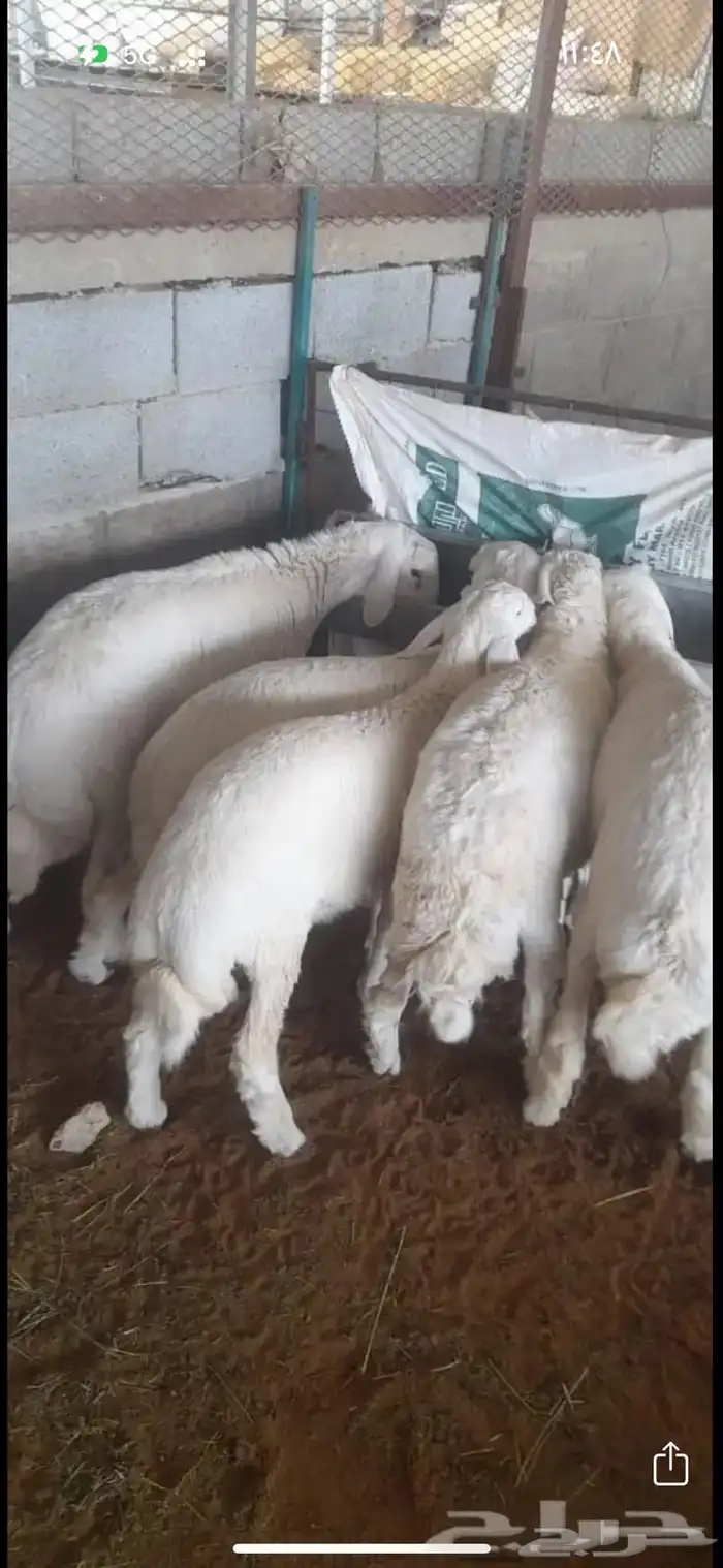 طليان هرفي ثلاج ة ونظيفه ويوجد الصلخ والتوصيل 0