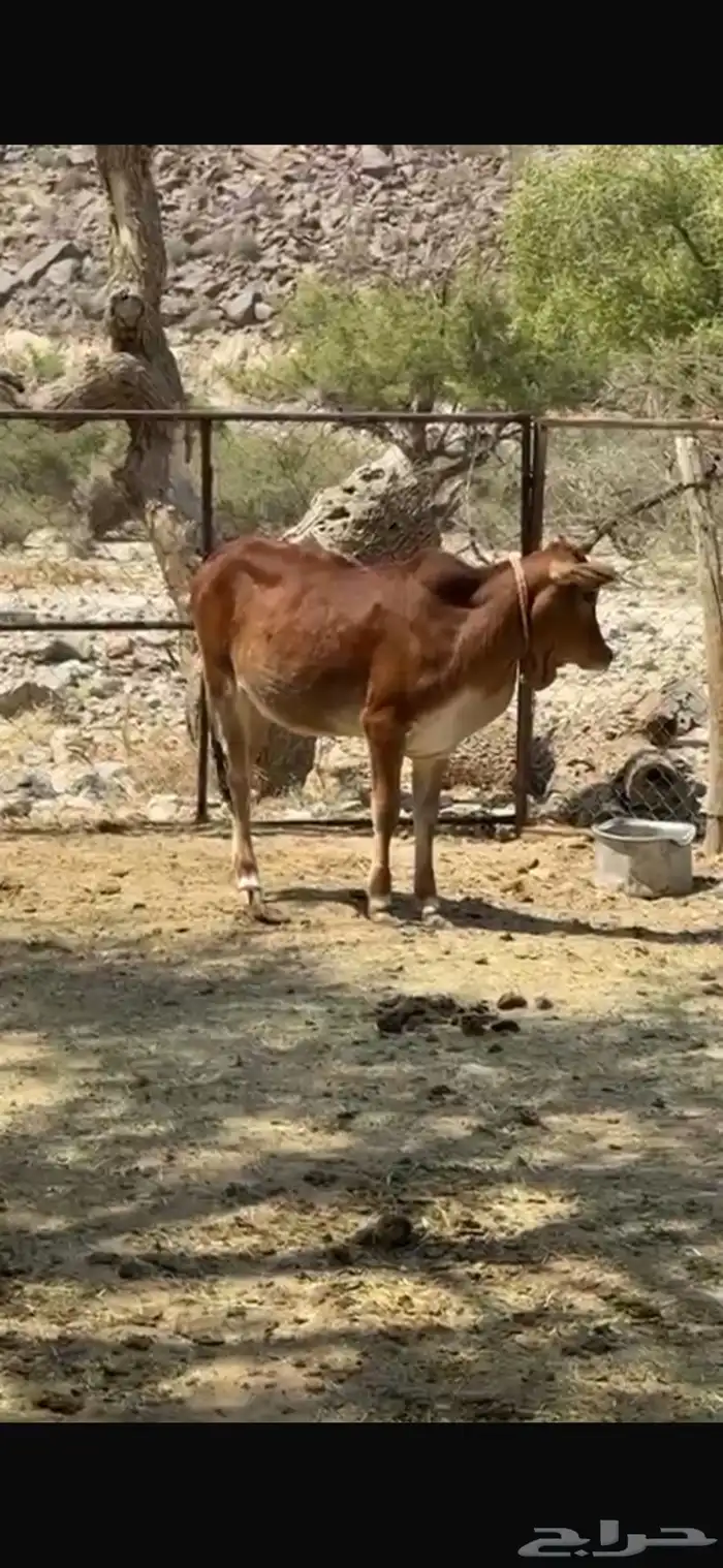 بقر عمرها سنه 2
