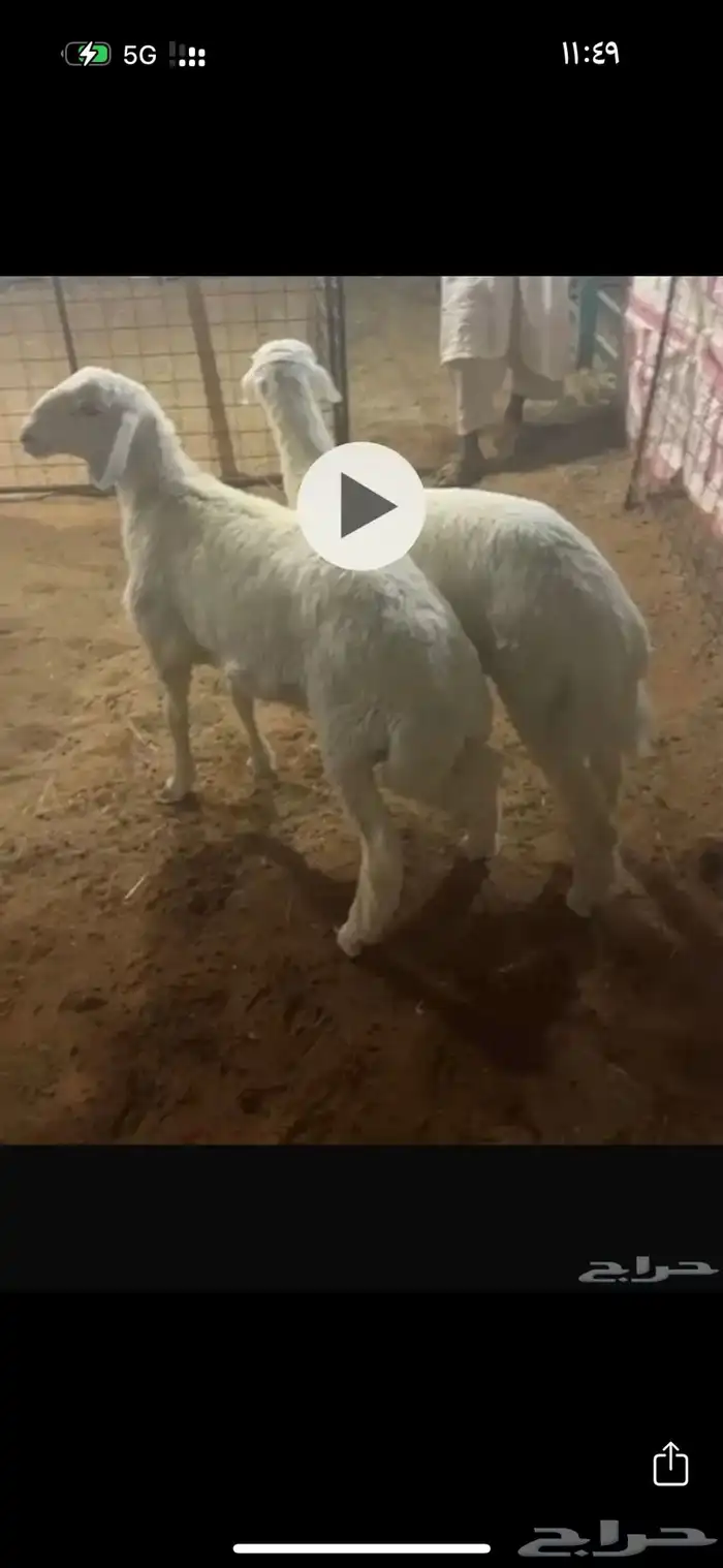 طليان هرفي ثلاج ة ونظيفه ويوجد الصلخ والتوصيل 4