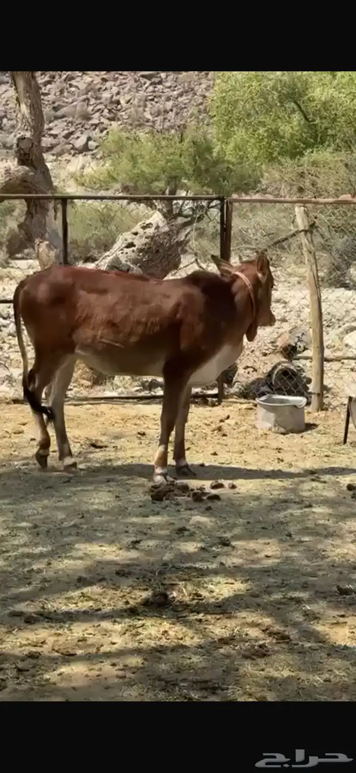 بقر عمرها سنه 1