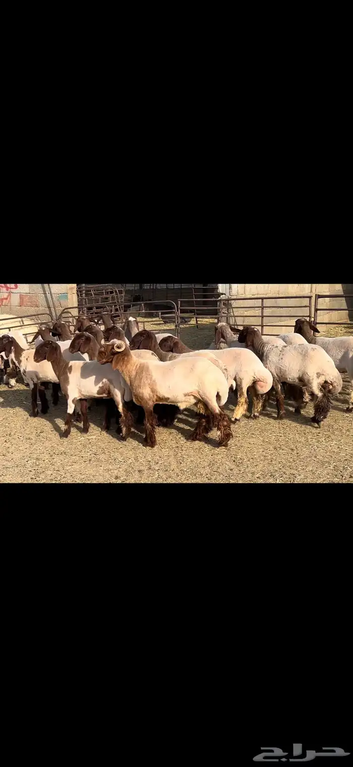 جذعات نعيم صنف الصنف . 12