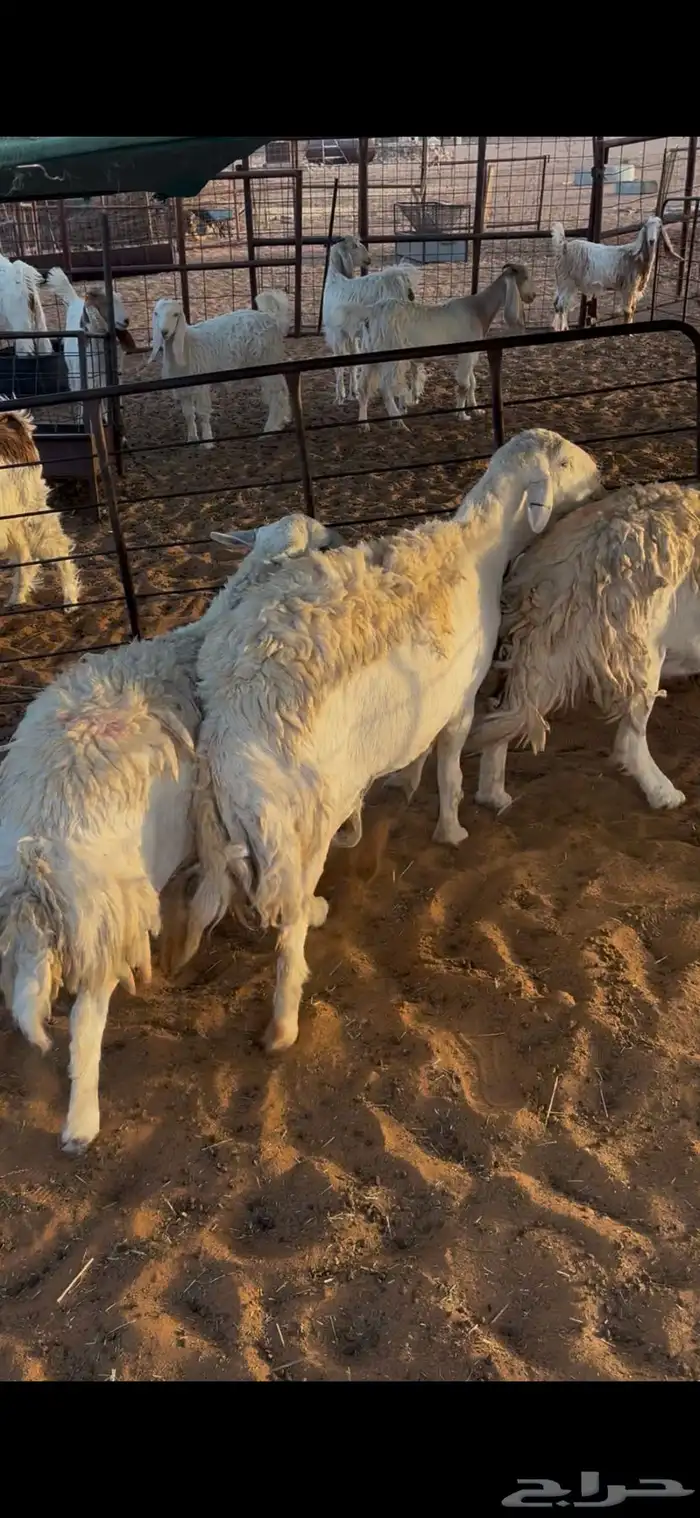 شياه حريات 5