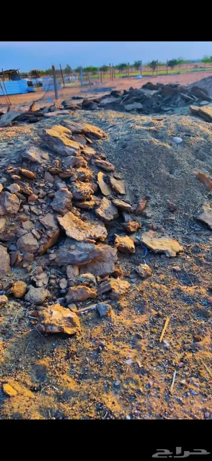 في الجله سماد غنم مخلوط بدجاج معتق 4