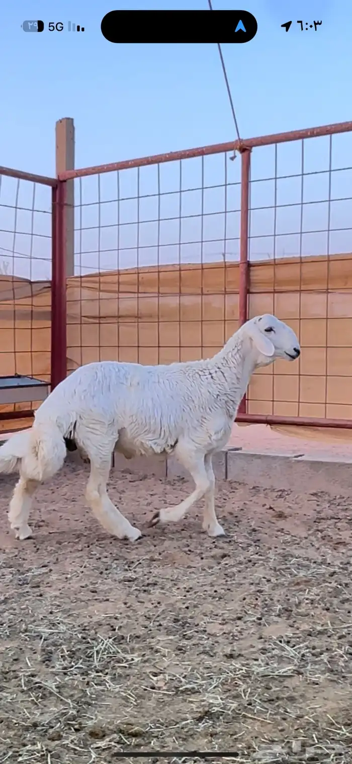 خروف حري صنف الصنف من حلال ابو فيصل الحنيني 0