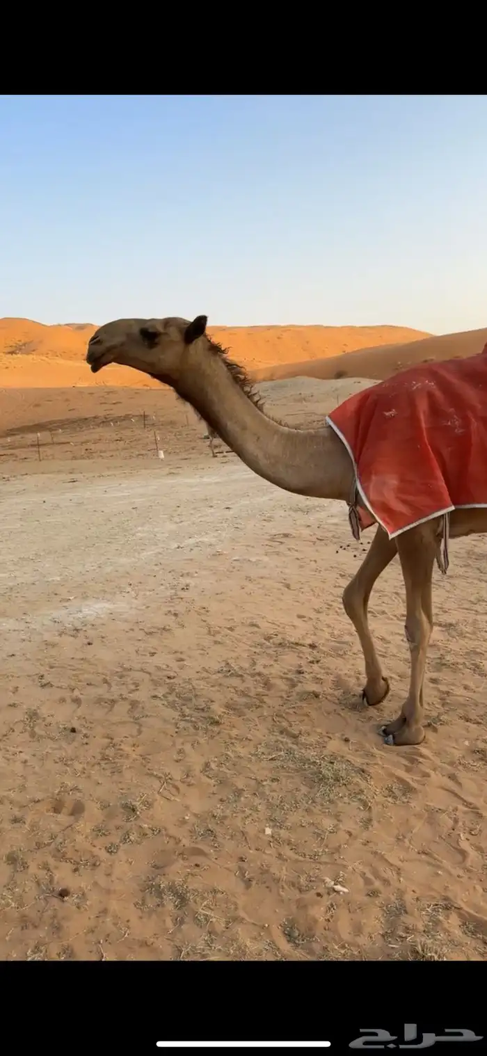 للبيع شعلاا جذعه 0