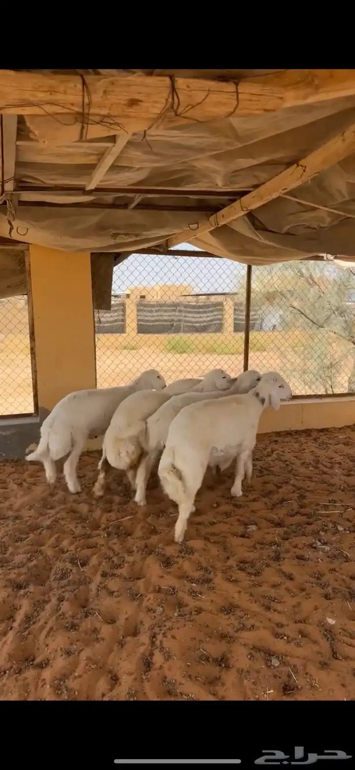 بهم حري فاخر 3