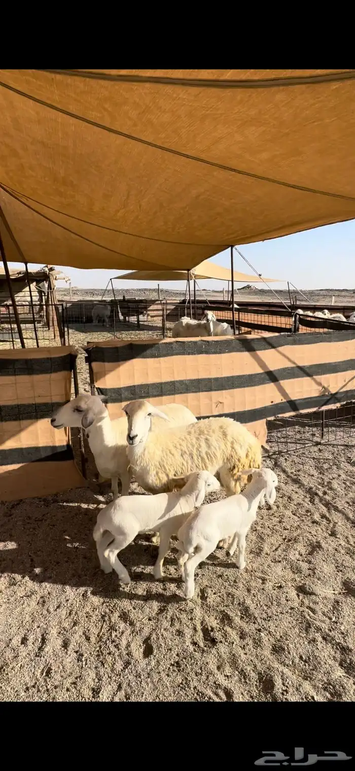 غنم خلفات ثنيه ورباع 0