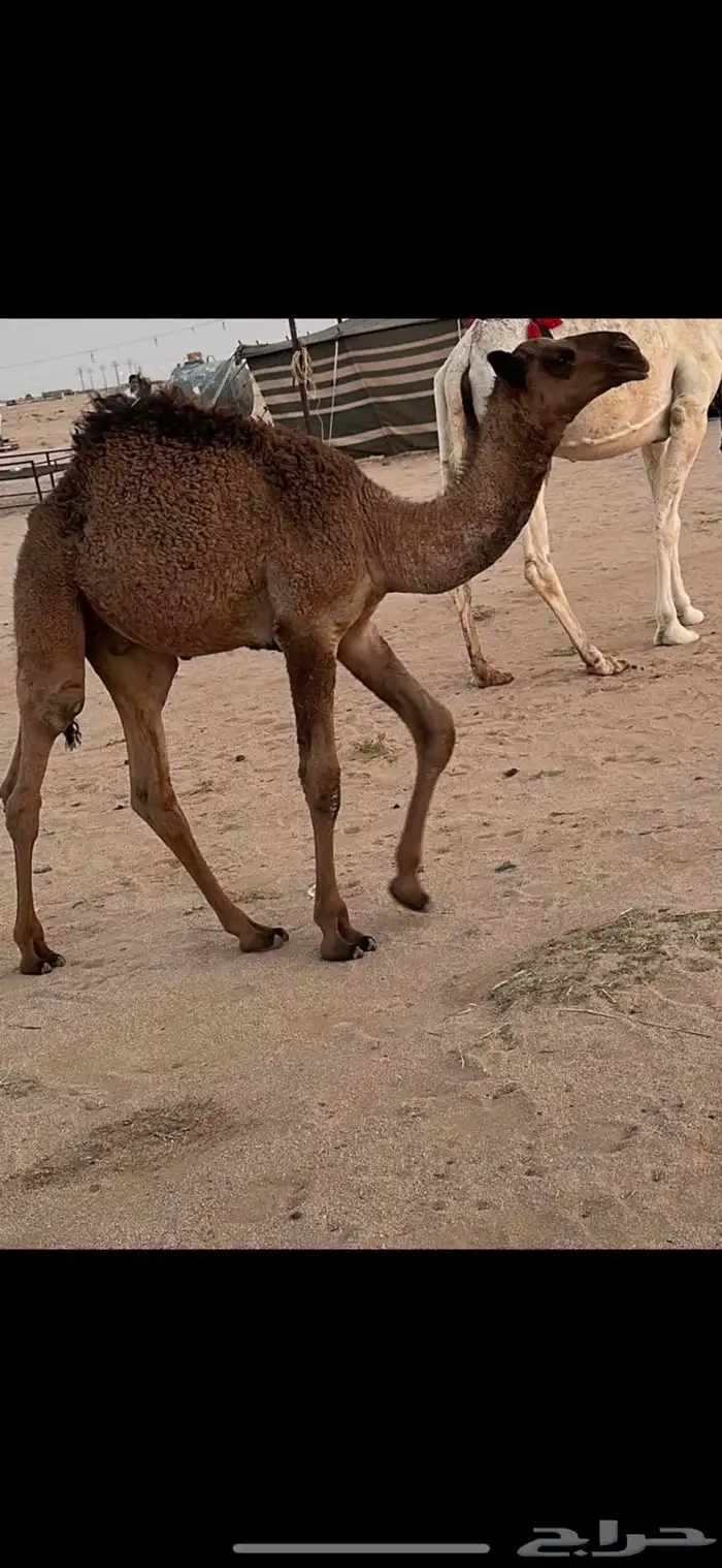 عشرا وضحا رمانيه 1