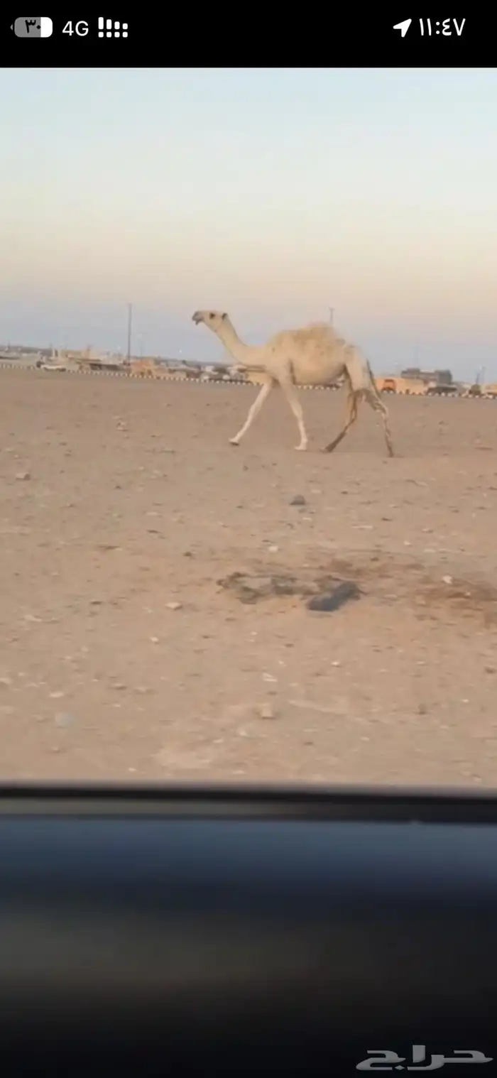 للبيع بكره رمانيه 0